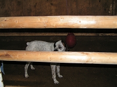 normandie mai 2006 092